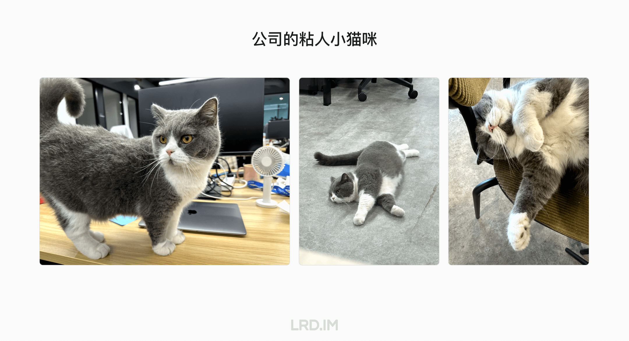公司的灰白色猫咪在办公室的三个不同场景中：一张图中猫咪站在桌子上，一张图中它平躺在地上，最后一张图中它在椅子上仰面躺着。